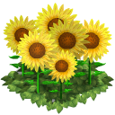 Sunflower flower bed last